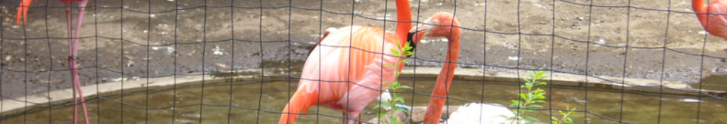 スタッドレスタイヤ、ご存知でしょうか？